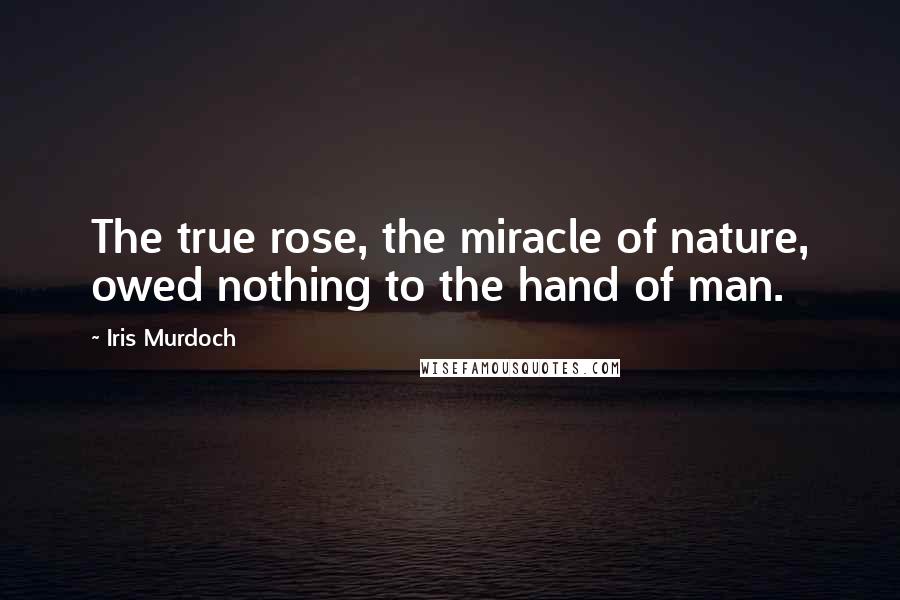 Iris Murdoch Quotes: The true rose, the miracle of nature, owed nothing to the hand of man.