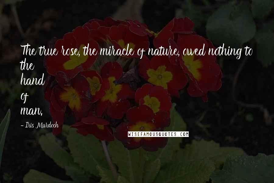 Iris Murdoch Quotes: The true rose, the miracle of nature, owed nothing to the hand of man.