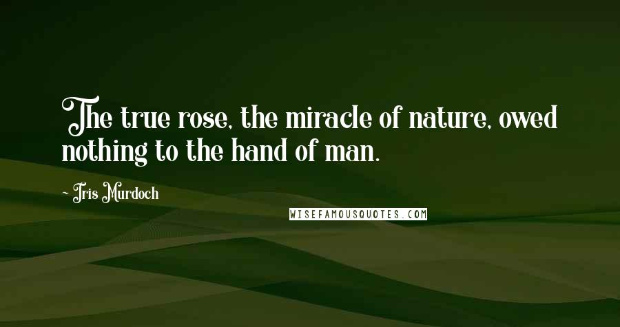 Iris Murdoch Quotes: The true rose, the miracle of nature, owed nothing to the hand of man.