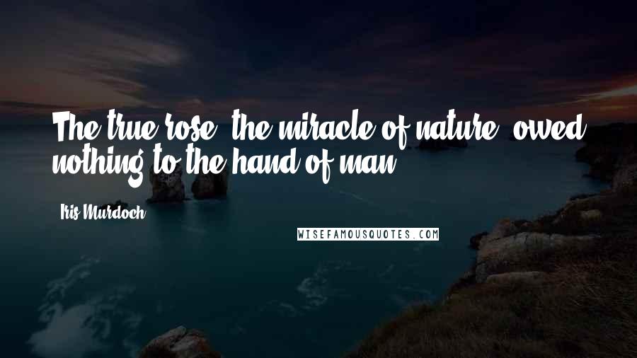 Iris Murdoch Quotes: The true rose, the miracle of nature, owed nothing to the hand of man.