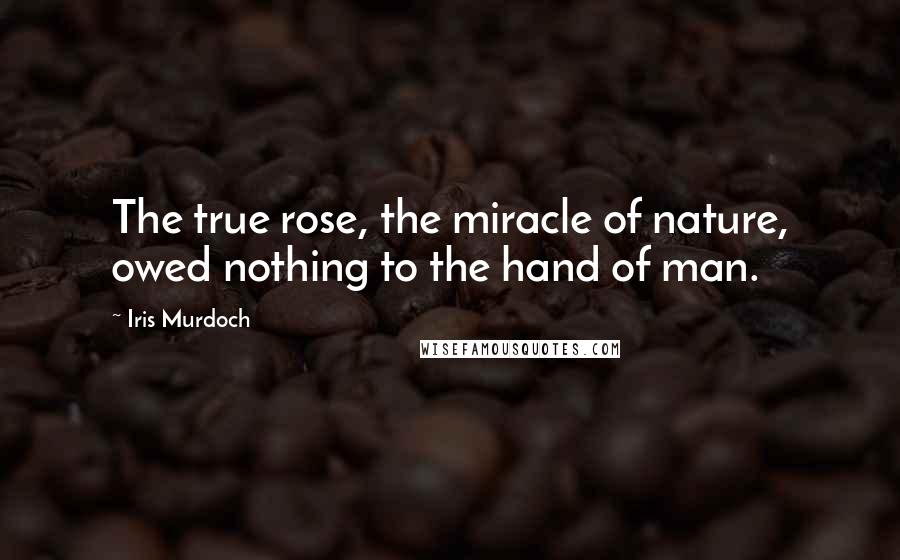 Iris Murdoch Quotes: The true rose, the miracle of nature, owed nothing to the hand of man.