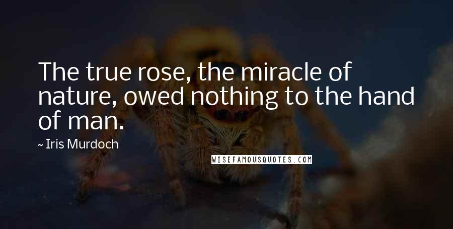 Iris Murdoch Quotes: The true rose, the miracle of nature, owed nothing to the hand of man.