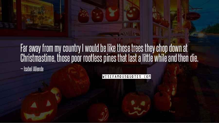 Isabel Allende Quotes: Far away from my country I would be like those trees they chop down at Christmastime, those poor rootless pines that last a little while and then die.