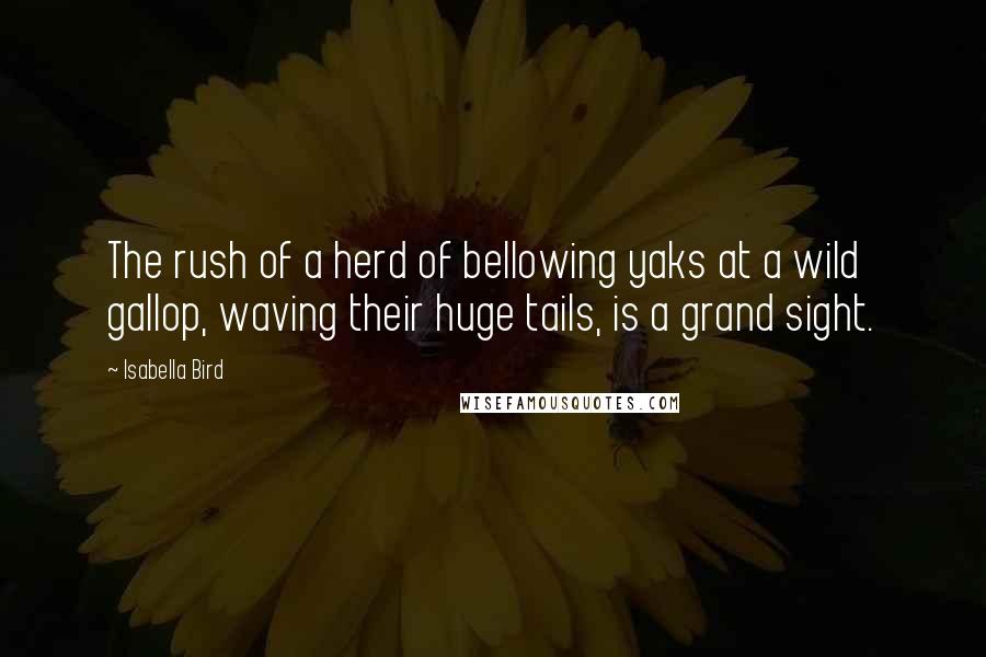 Isabella Bird Quotes: The rush of a herd of bellowing yaks at a wild gallop, waving their huge tails, is a grand sight.