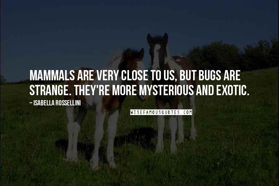 Isabella Rossellini Quotes: Mammals are very close to us, but bugs are strange. They're more mysterious and exotic.