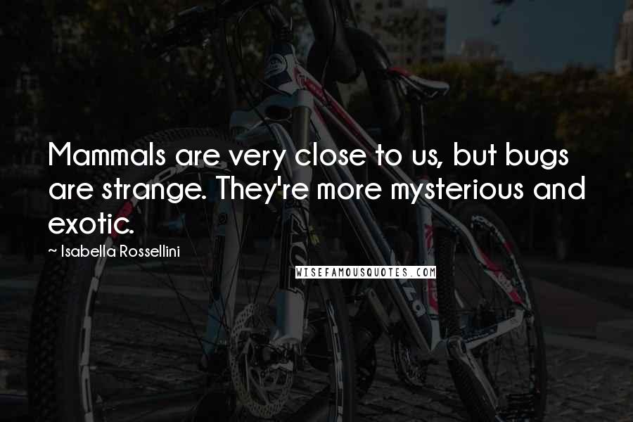 Isabella Rossellini Quotes: Mammals are very close to us, but bugs are strange. They're more mysterious and exotic.