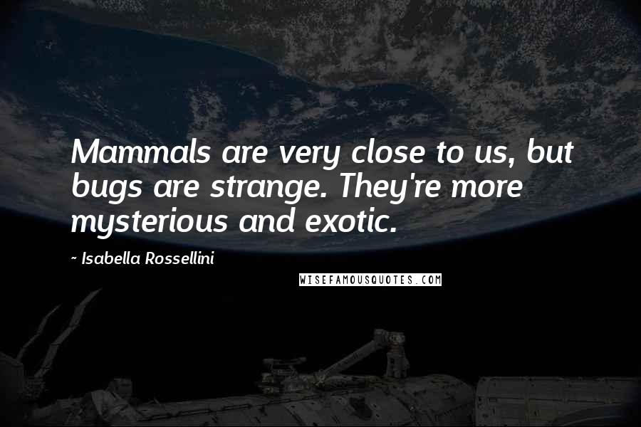 Isabella Rossellini Quotes: Mammals are very close to us, but bugs are strange. They're more mysterious and exotic.