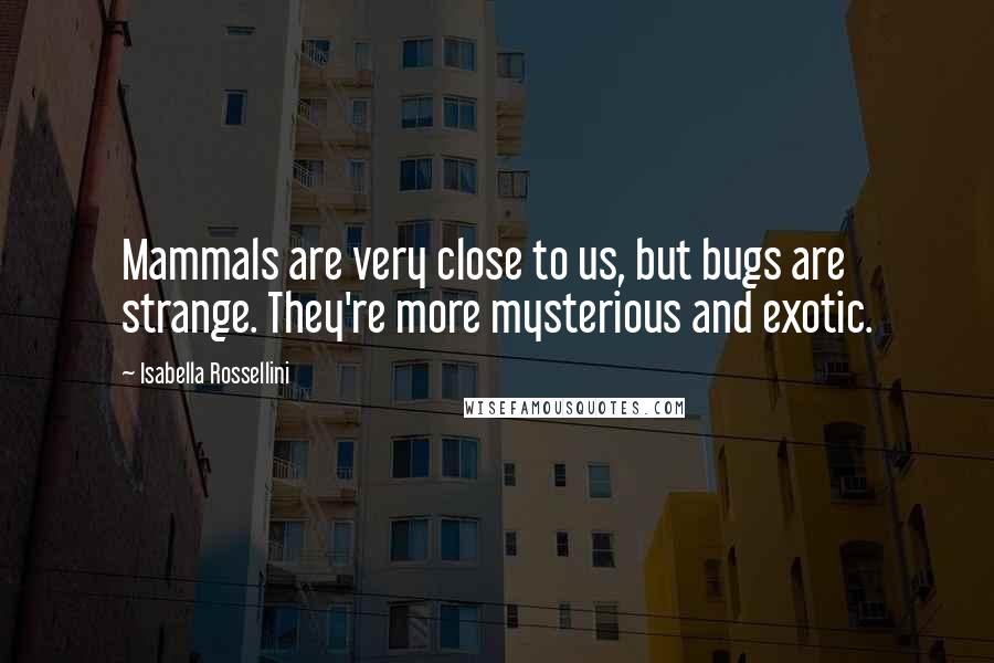 Isabella Rossellini Quotes: Mammals are very close to us, but bugs are strange. They're more mysterious and exotic.