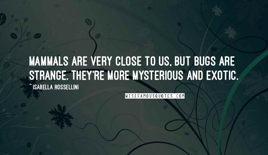 Isabella Rossellini Quotes: Mammals are very close to us, but bugs are strange. They're more mysterious and exotic.