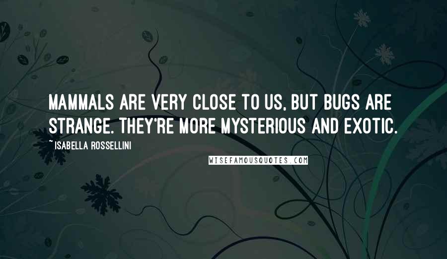 Isabella Rossellini Quotes: Mammals are very close to us, but bugs are strange. They're more mysterious and exotic.