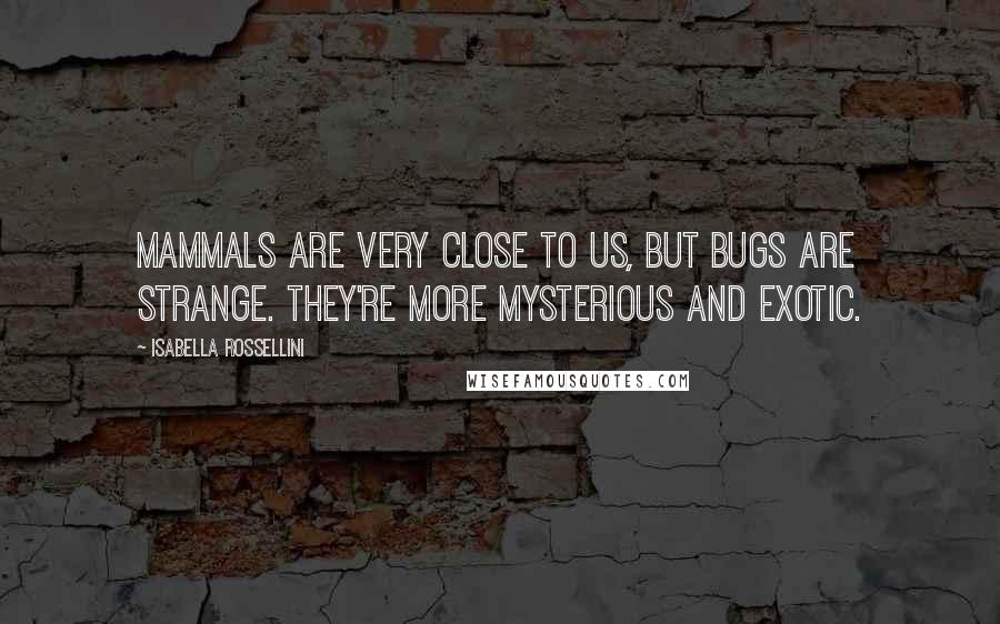 Isabella Rossellini Quotes: Mammals are very close to us, but bugs are strange. They're more mysterious and exotic.