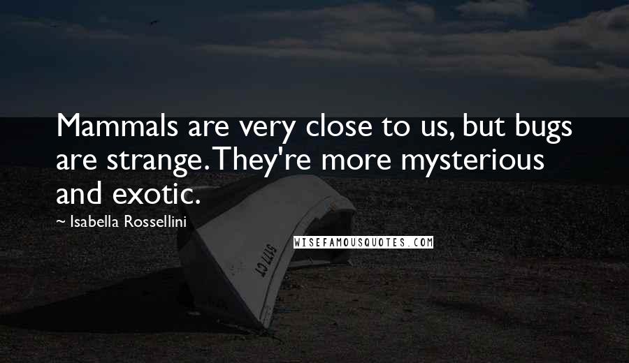 Isabella Rossellini Quotes: Mammals are very close to us, but bugs are strange. They're more mysterious and exotic.