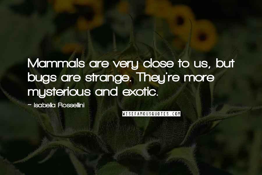 Isabella Rossellini Quotes: Mammals are very close to us, but bugs are strange. They're more mysterious and exotic.