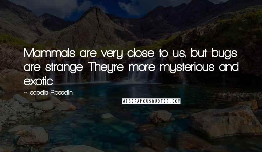 Isabella Rossellini Quotes: Mammals are very close to us, but bugs are strange. They're more mysterious and exotic.