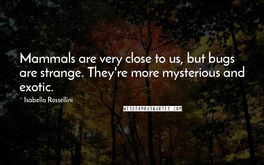 Isabella Rossellini Quotes: Mammals are very close to us, but bugs are strange. They're more mysterious and exotic.