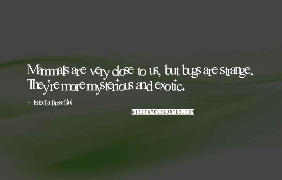 Isabella Rossellini Quotes: Mammals are very close to us, but bugs are strange. They're more mysterious and exotic.