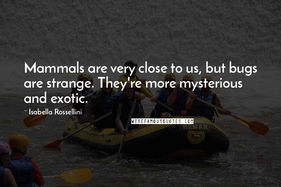 Isabella Rossellini Quotes: Mammals are very close to us, but bugs are strange. They're more mysterious and exotic.