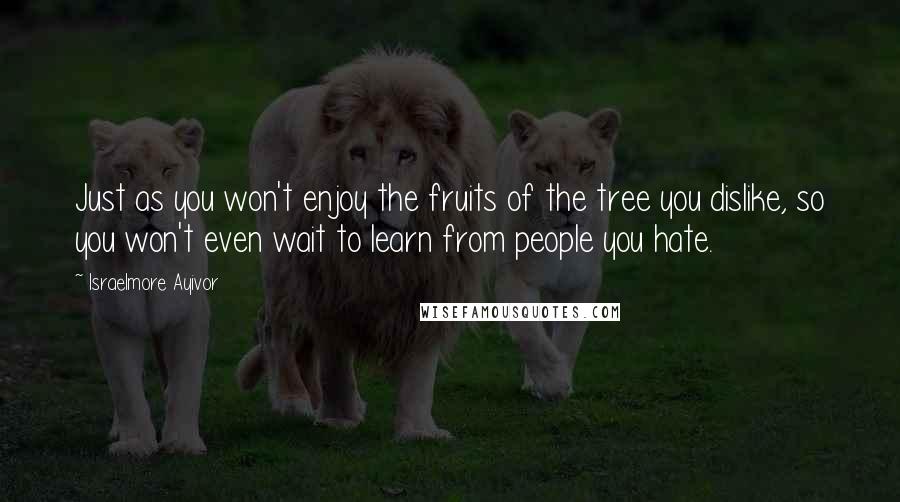 Israelmore Ayivor Quotes: Just as you won't enjoy the fruits of the tree you dislike, so you won't even wait to learn from people you hate.