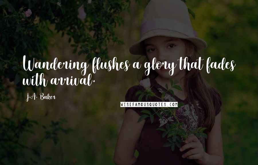 J.A. Baker Quotes: Wandering flushes a glory that fades with arrival.