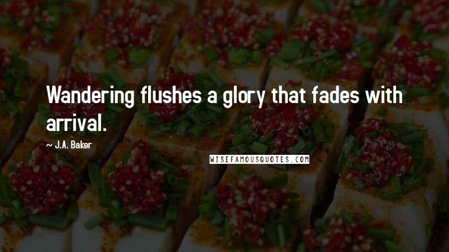 J.A. Baker Quotes: Wandering flushes a glory that fades with arrival.