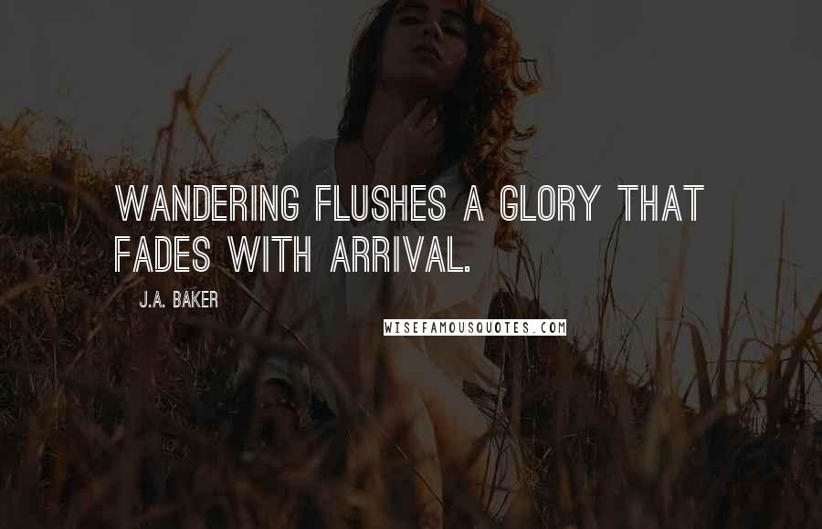 J.A. Baker Quotes: Wandering flushes a glory that fades with arrival.
