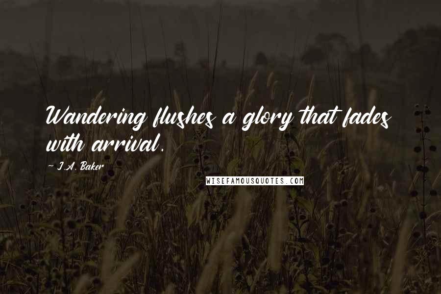 J.A. Baker Quotes: Wandering flushes a glory that fades with arrival.