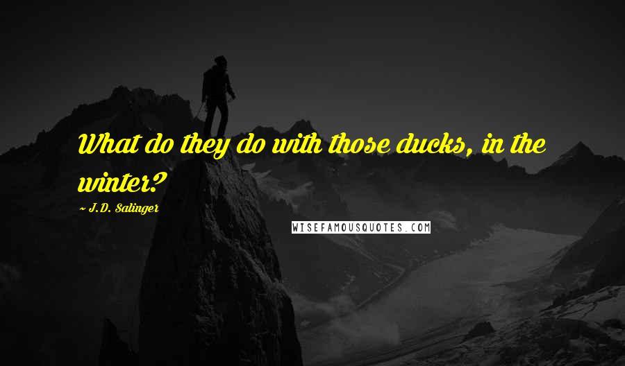 J.D. Salinger Quotes: What do they do with those ducks, in the winter?