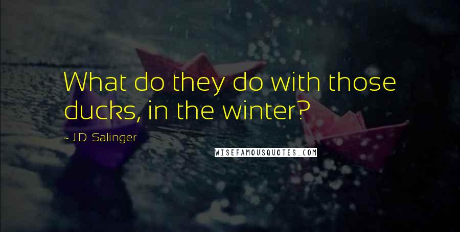 J.D. Salinger Quotes: What do they do with those ducks, in the winter?