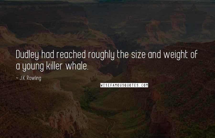 J.K. Rowling Quotes: Dudley had reached roughly the size and weight of a young killer whale.