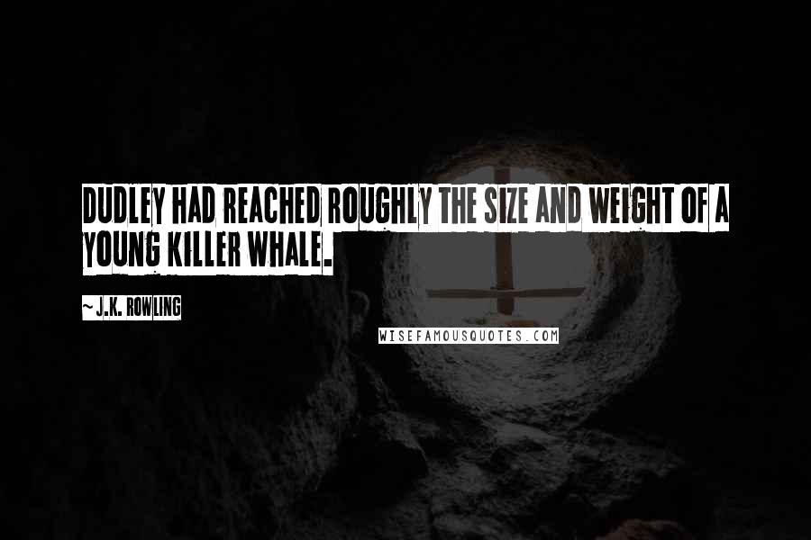 J.K. Rowling Quotes: Dudley had reached roughly the size and weight of a young killer whale.