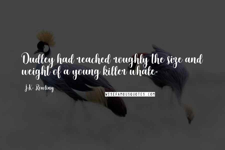 J.K. Rowling Quotes: Dudley had reached roughly the size and weight of a young killer whale.