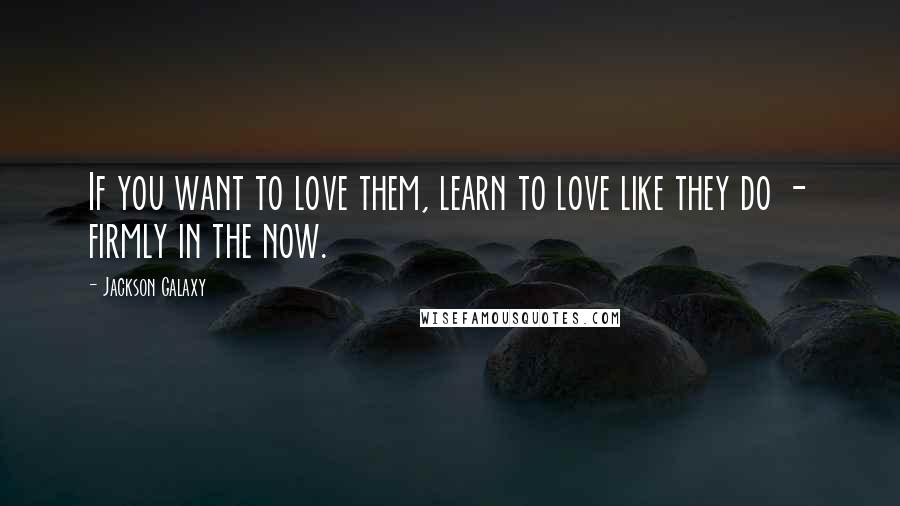 Jackson Galaxy Quotes: If you want to love them, learn to love like they do - firmly in the now.
