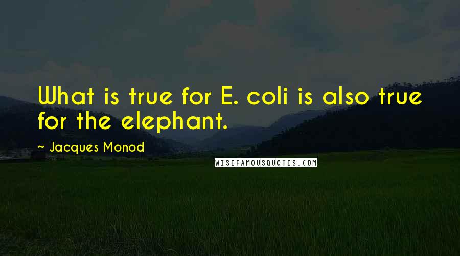 Jacques Monod Quotes: What is true for E. coli is also true for the elephant.