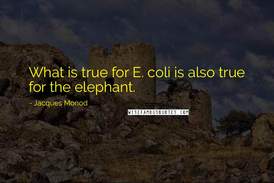 Jacques Monod Quotes: What is true for E. coli is also true for the elephant.