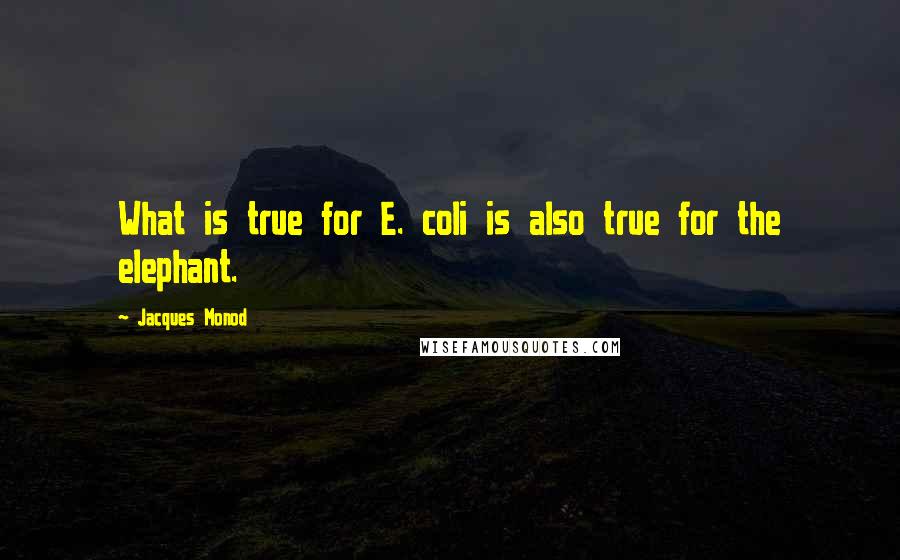 Jacques Monod Quotes: What is true for E. coli is also true for the elephant.