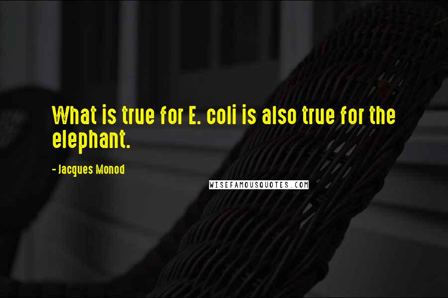 Jacques Monod Quotes: What is true for E. coli is also true for the elephant.