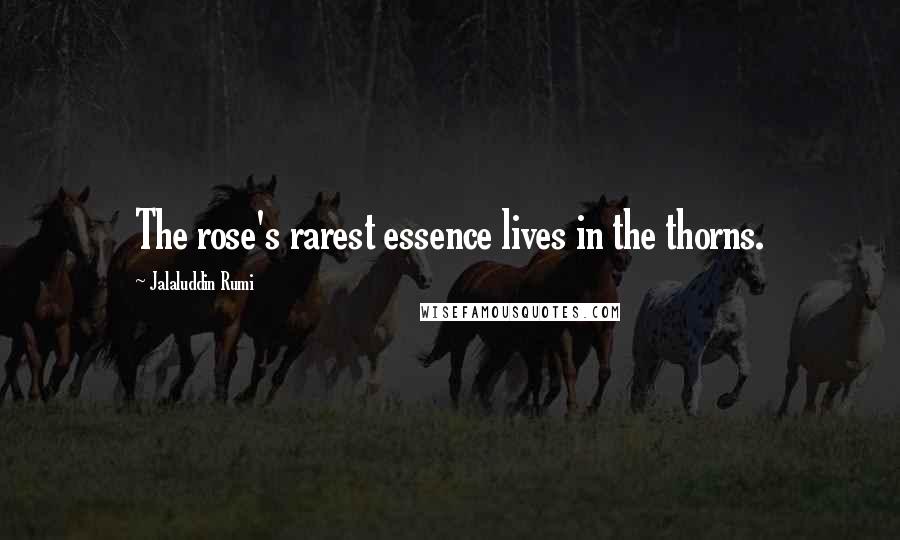 Jalaluddin Rumi Quotes: The rose's rarest essence lives in the thorns.