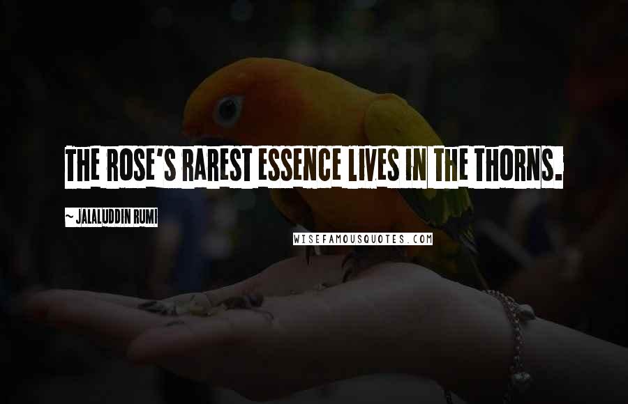 Jalaluddin Rumi Quotes: The rose's rarest essence lives in the thorns.