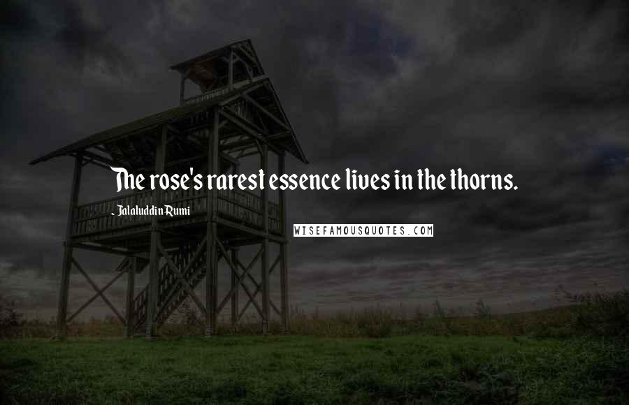 Jalaluddin Rumi Quotes: The rose's rarest essence lives in the thorns.