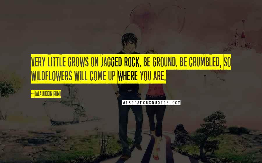 Jalaluddin Rumi Quotes: Very little grows on jagged rock. Be ground. Be crumbled, so wildflowers will come up where you are.