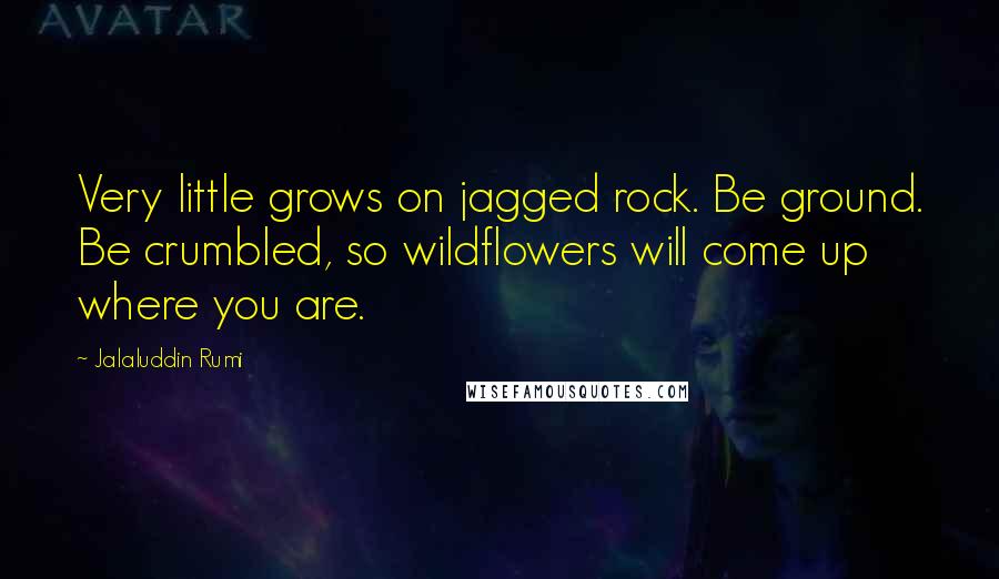 Jalaluddin Rumi Quotes: Very little grows on jagged rock. Be ground. Be crumbled, so wildflowers will come up where you are.