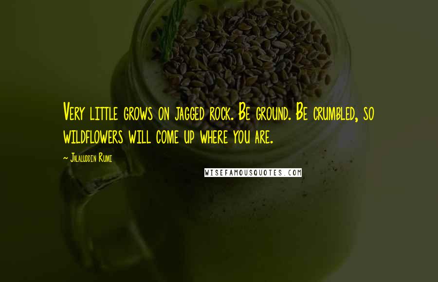 Jalaluddin Rumi Quotes: Very little grows on jagged rock. Be ground. Be crumbled, so wildflowers will come up where you are.