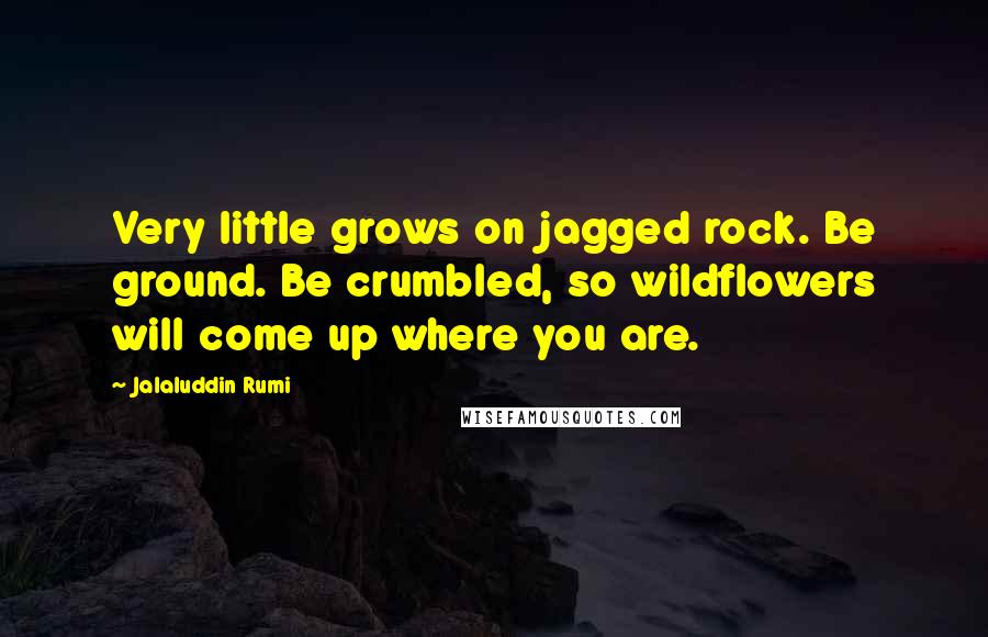 Jalaluddin Rumi Quotes: Very little grows on jagged rock. Be ground. Be crumbled, so wildflowers will come up where you are.