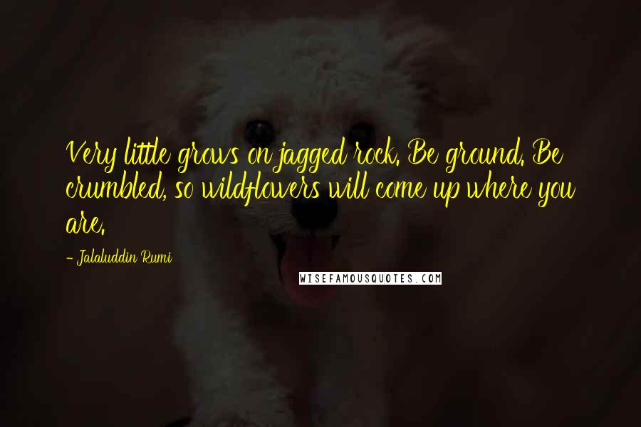 Jalaluddin Rumi Quotes: Very little grows on jagged rock. Be ground. Be crumbled, so wildflowers will come up where you are.