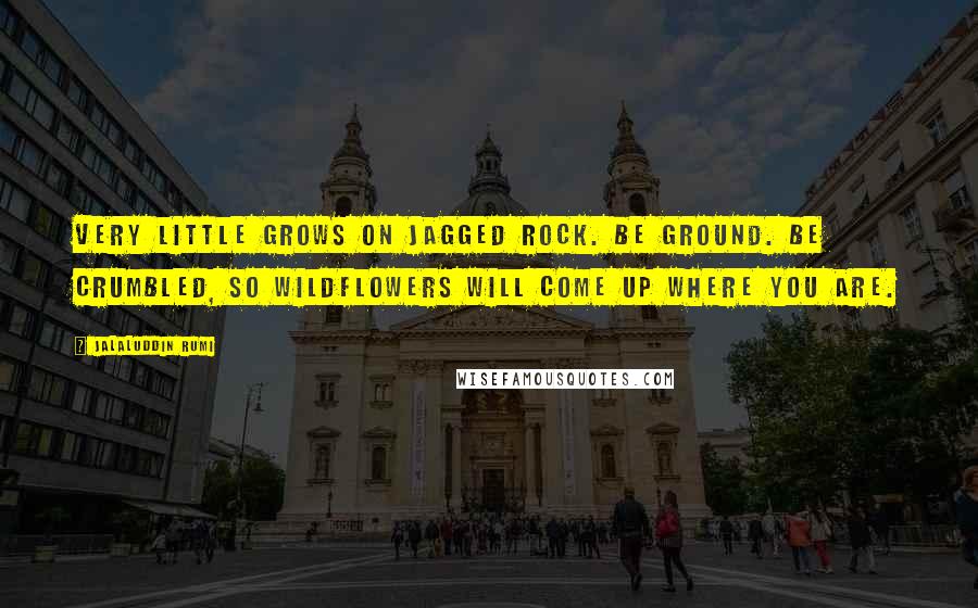 Jalaluddin Rumi Quotes: Very little grows on jagged rock. Be ground. Be crumbled, so wildflowers will come up where you are.