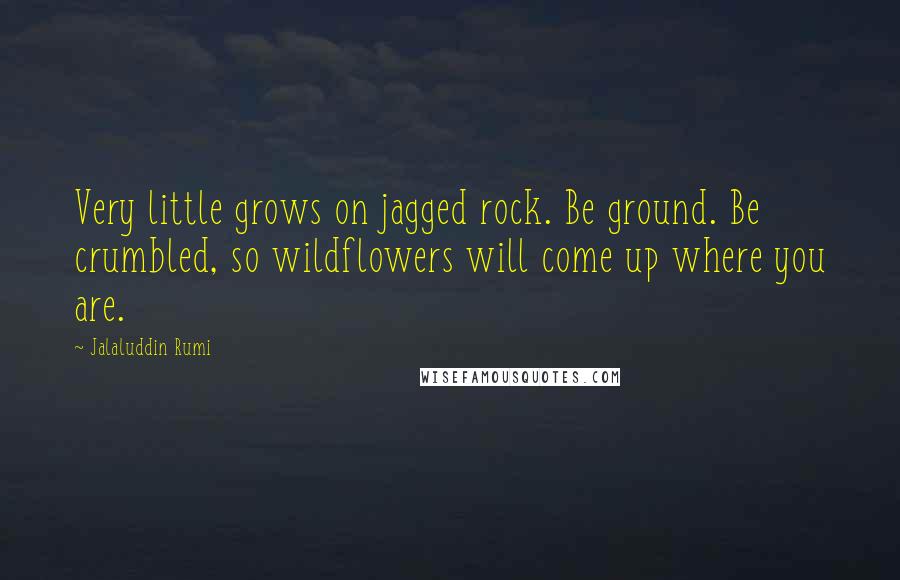 Jalaluddin Rumi Quotes: Very little grows on jagged rock. Be ground. Be crumbled, so wildflowers will come up where you are.