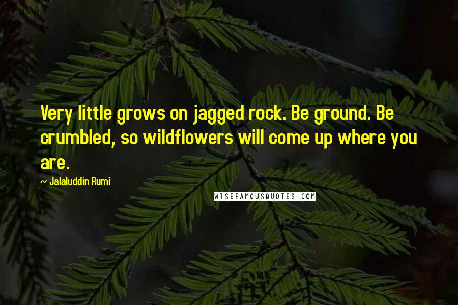 Jalaluddin Rumi Quotes: Very little grows on jagged rock. Be ground. Be crumbled, so wildflowers will come up where you are.