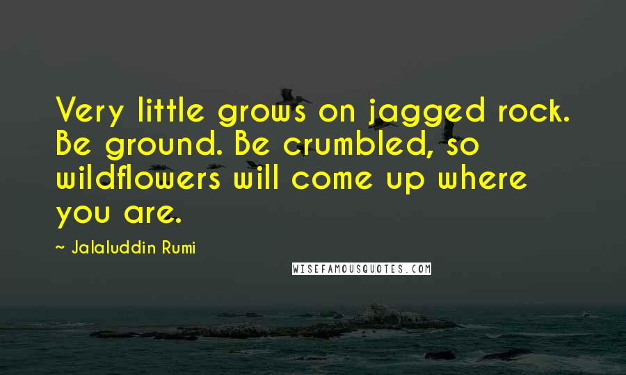 Jalaluddin Rumi Quotes: Very little grows on jagged rock. Be ground. Be crumbled, so wildflowers will come up where you are.