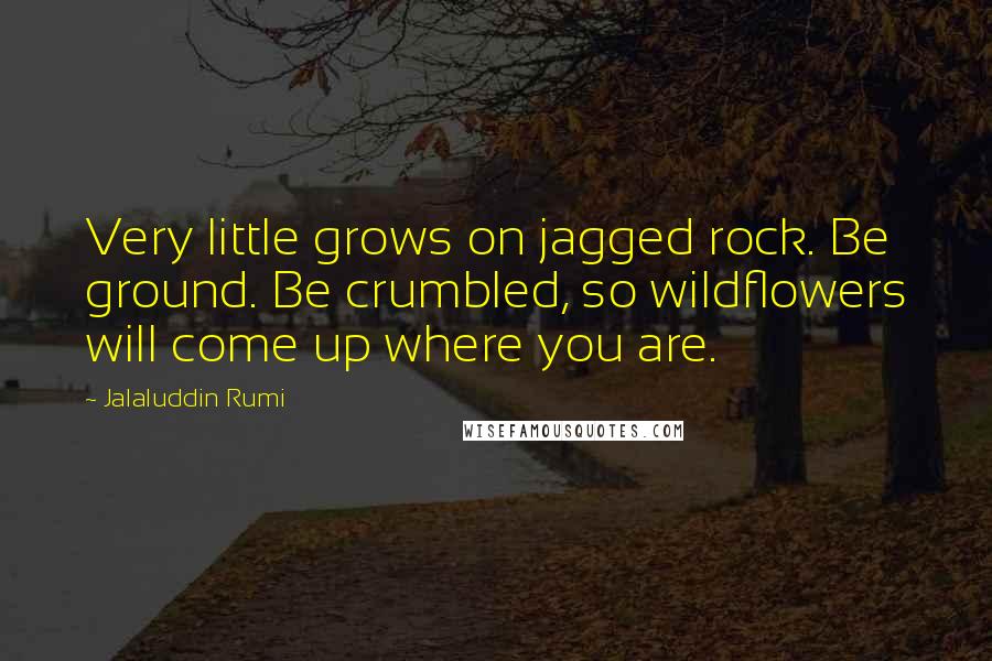 Jalaluddin Rumi Quotes: Very little grows on jagged rock. Be ground. Be crumbled, so wildflowers will come up where you are.