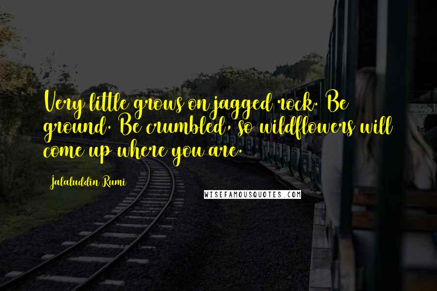 Jalaluddin Rumi Quotes: Very little grows on jagged rock. Be ground. Be crumbled, so wildflowers will come up where you are.